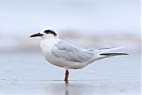 Snowy-crowned Tern